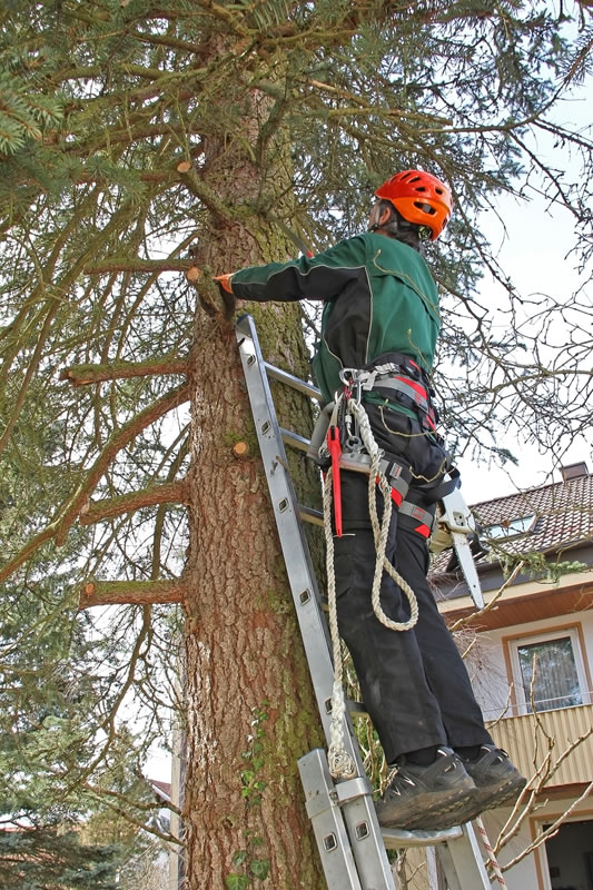 Tree pruning